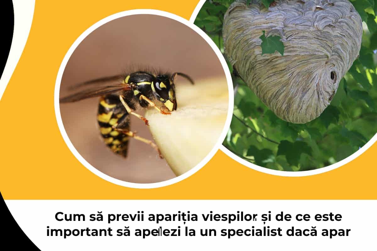 Cum să eviți infestarea cu viespi și importanța consultării unui expert în cazul în care acestea își fac apariția