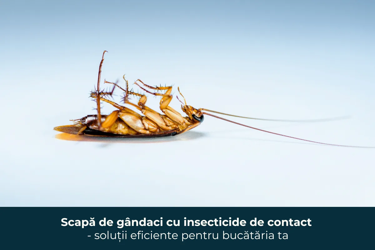 Elimină gândacii cu insecticide de contact – soluții rapide și eficiente pentru un bucătărie fără insecte