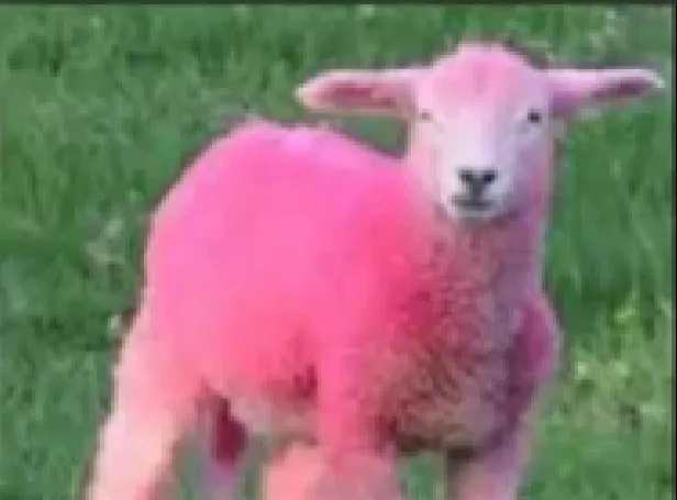 Ouaia roz, o premieră mondială în zootehnie, a fost descoperită la Botoșani, România.