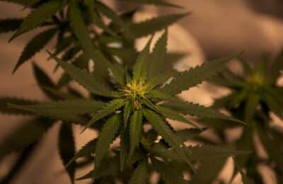 HHC, canabisul sintetic, devine drog de mare risc: Până la 15 ani de închisoare