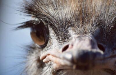 Vâlcea: Tânăr reținut pentru fraudă cu struți inexistenți