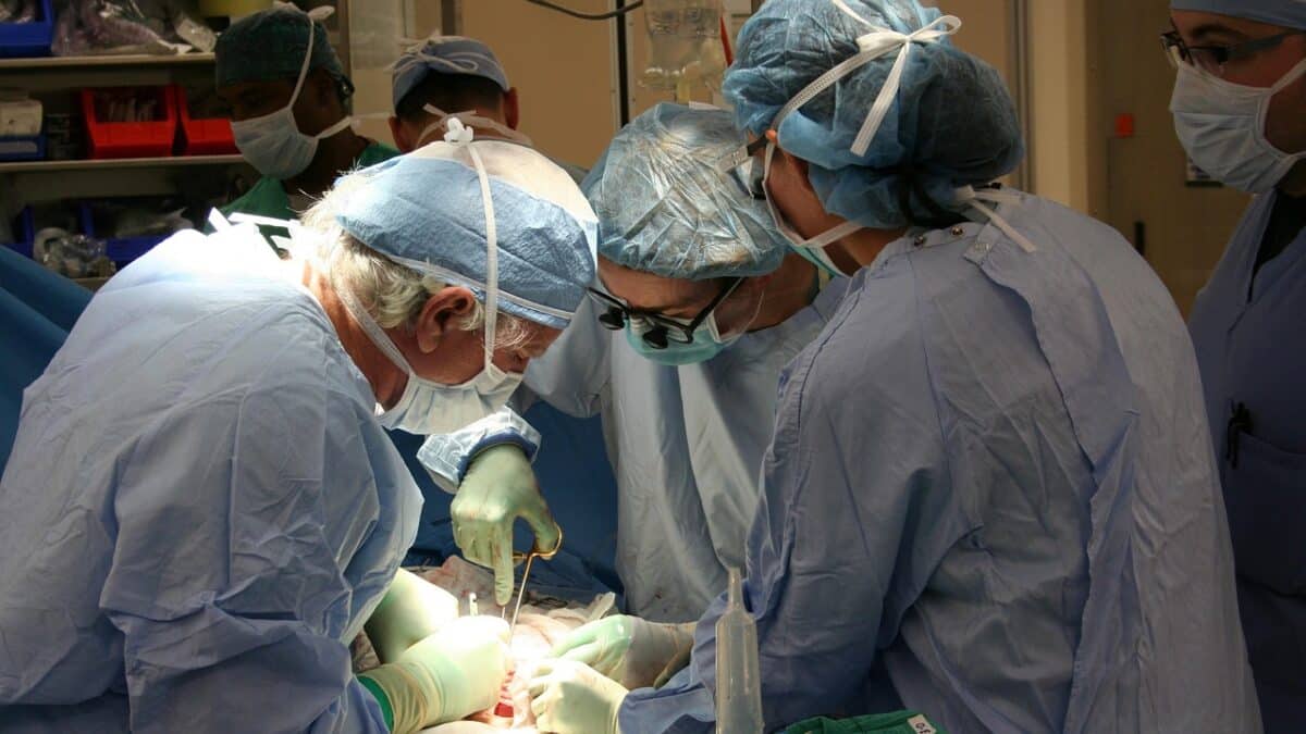 transplant uter matern