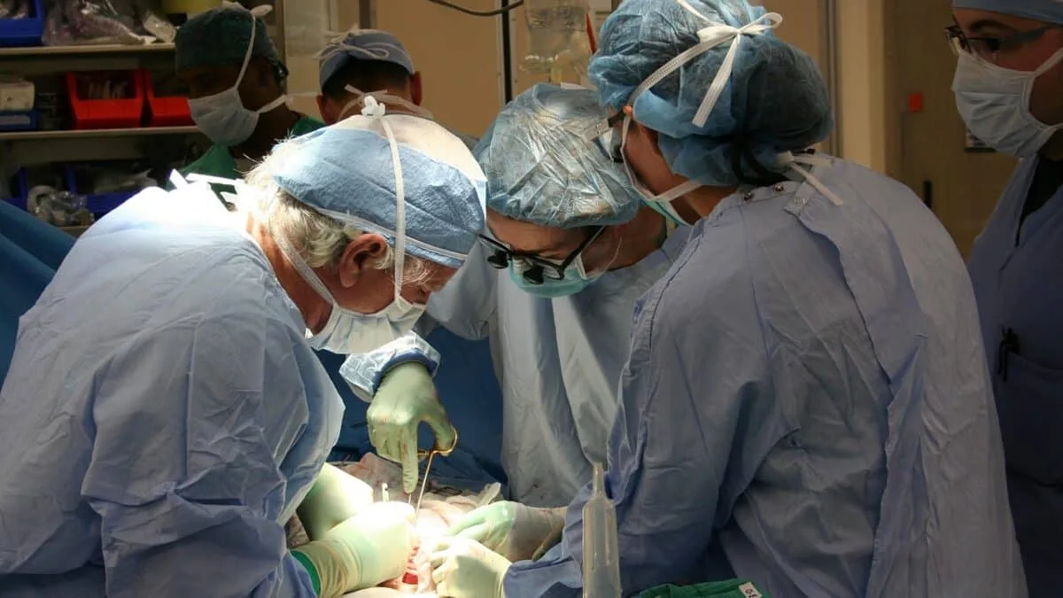 transplant uter matern