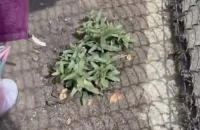 Meghan Markle publică un video cu fiica Lilibet în curtea casei