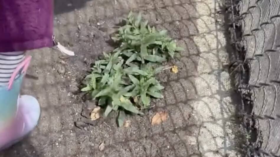 Meghan Markle Lilibet