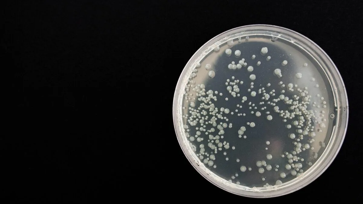 bacterie forță musculară