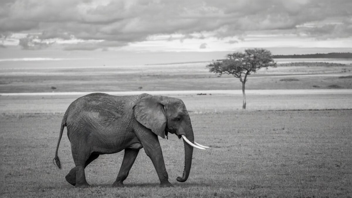 elefanți Angola