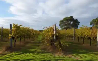 Afacerile cu vin ale familiei Tate, datorii de 78 milioane dolari