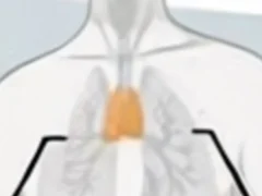 Timusul, organul care reduce cu 50% riscul de deces