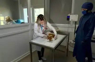 Studentă din Sibiu lansează platformă națională veterinară cu 1.000 lei