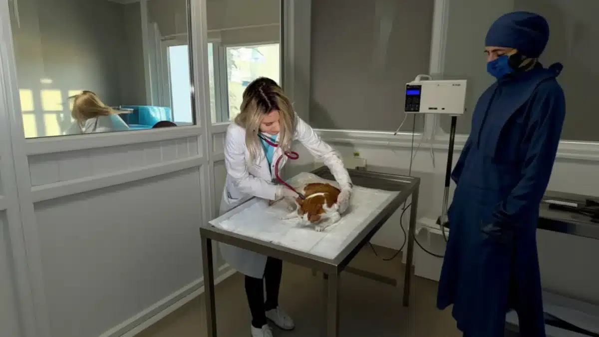 urgențe veterinare