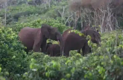 Vânător american, ucis de elefanți în Gabon