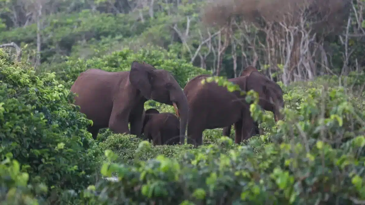 vânător ucis elefanți
