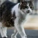 Pisicile ținute în casă trăiesc cu 3 ani mai mult, arată studii