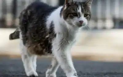 Pisicile ținute în casă trăiesc cu 3 ani mai mult, arată studii