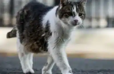 Pisicile ținute în casă trăiesc cu 3 ani mai mult, arată studii