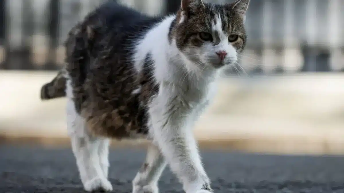 viață pisici interior