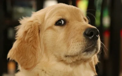 Bulldogul Francez a detronat Labradorul după 31 de ani. Ce se ascunde în spatele popularității