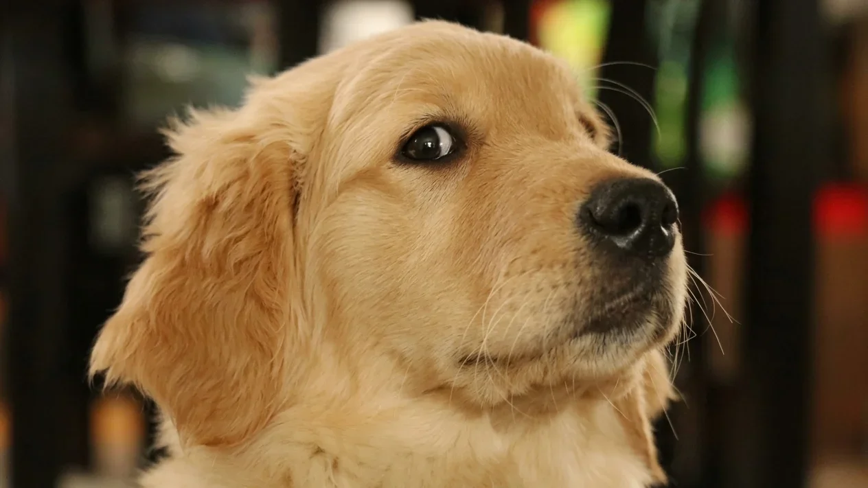 Bulldog Francez