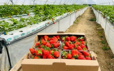 Investitie de 2 milioane de euro in Bihor. Ce pret au capsunile gigant ajunse in piete