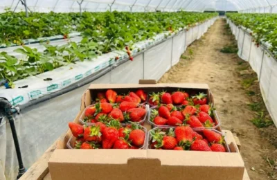 Investitie de 2 milioane de euro in Bihor. Ce pret au capsunile gigant ajunse in piete