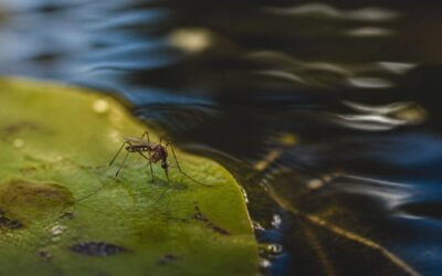 Cinci cazuri de infectare cu virusul West Nile au fost confirmate în România