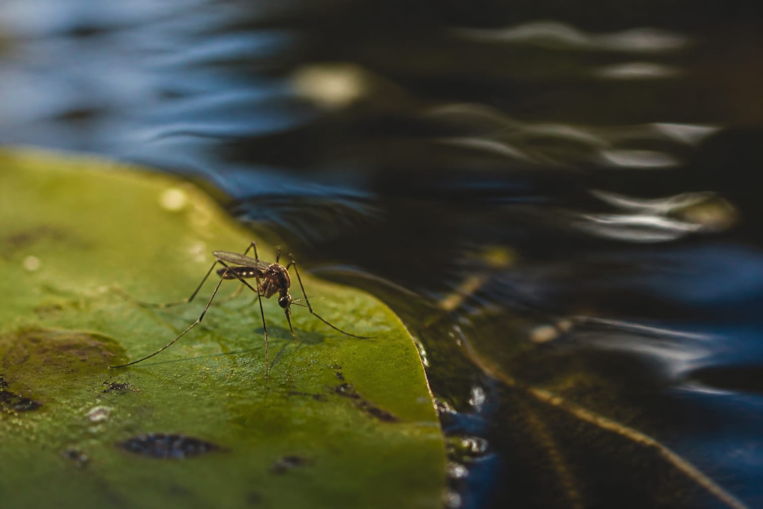 Cinci cazuri de infectare cu virusul West Nile au fost confirmate în România